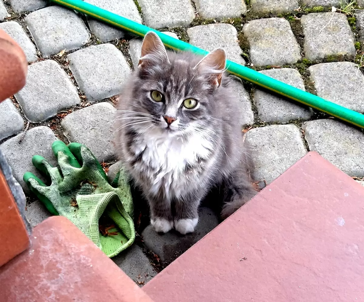 Жизнь и приключения Хлои, королевы котовьего сада