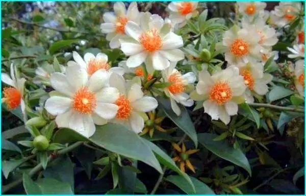 Переския: удивительный цветок с экзотической историей