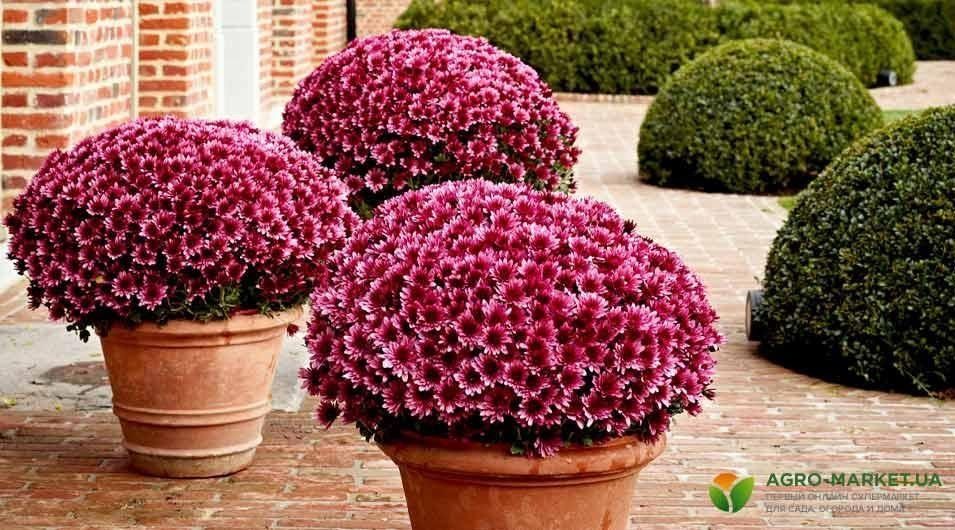 ������� ��������� ����������� ���������� �����������