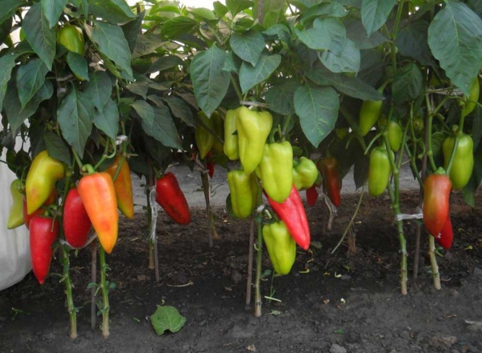 ������� �������� ��������� ������ � ������� ��� �������� ������