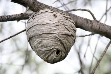 ��� ��������� ������� ������ ������: ����������� ��� ��������