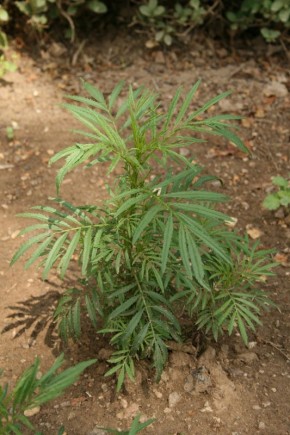 ���������� ����: �� ���������� �������� ����� �� ����������� ����������� ����������