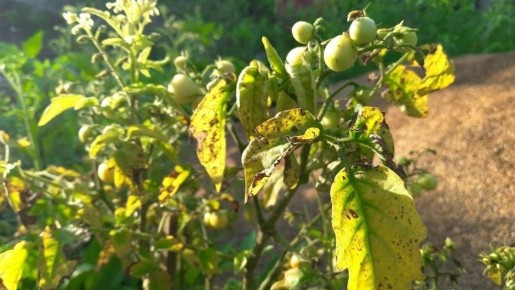 ��� �������� ������� � ��������: ���� ��������, ������� ����� ������� ��������