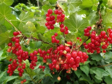 ��� ��������� �������� ��������� ������: ������� � ������