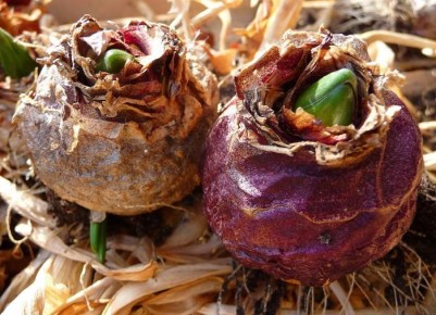 ���������� �����������: ��� ������� ��������� ����� ��� ������ ����