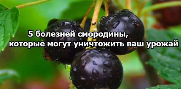 ��� �������� ��������� �� �������� � ���������� ������� ������