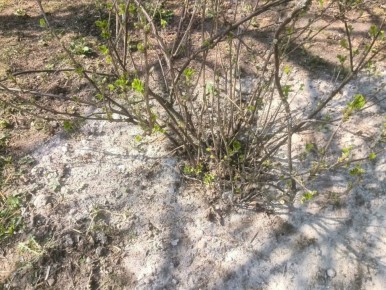 ��� ��������� ���� �������� ���������: ������� ��������� ��� ������� ������