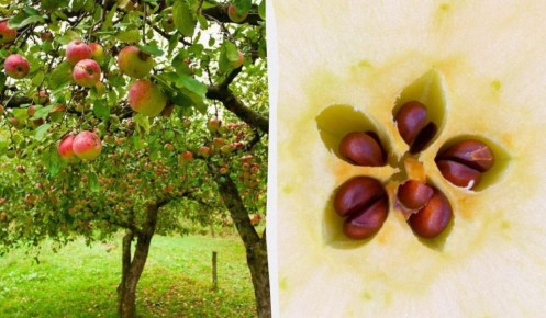 ��� ��������� ������ �� �������: ������ ���������