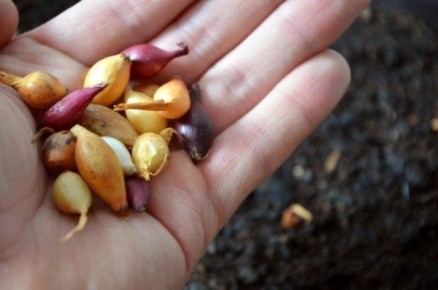 ��� ��������� ������� ���: ������ ������ � ������