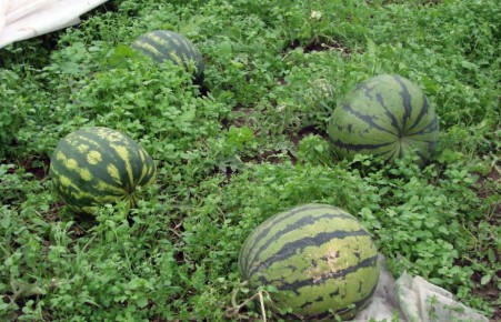 ��� ��������� ������� ������ � �������� ������: ������� � ����������� ������