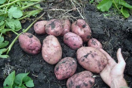 ��������� � ��������: ������� ��������� ����������� � ������ �������