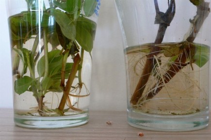 ��� �������� ���������� ��������: ������ ����������� ����� ������