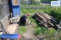 Активисты партии «Единая Россия» совместно со студентами ССК «Огненный Лис» оказали помощь Светлане Андреевне Евсюковой — легендарному преподавателю колледжа, человеку, который на протяжении многих лет делился со студентами...