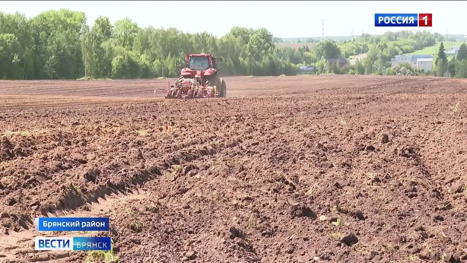 На протяжении нескольких лет площади под овощными культурами нашего региона не сокращались и составляют порядка 500 гектаров