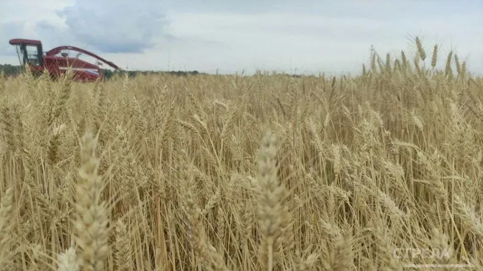 В Брянской области утвержден порядок предоставления мер поддержки сельхозпредприятиям и фермерам, которые пострадали от атак ВСУ