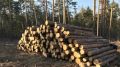 Житель Брянского района осуждён за незаконную рубку леса