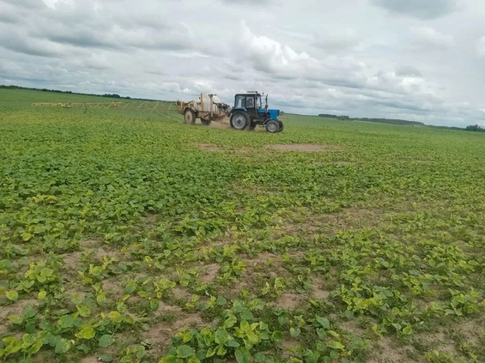 После завершения весенне-полевых работ работники отрасли растениеводства незамедлительно перешли в не менее ответственный агротехнический цикл по уходу за посевами После завершения весенне-полевых работ работники отрасли растениеводства незамедлительно перешли в не менее ответственный агротехнический цикл по уходу за посевами