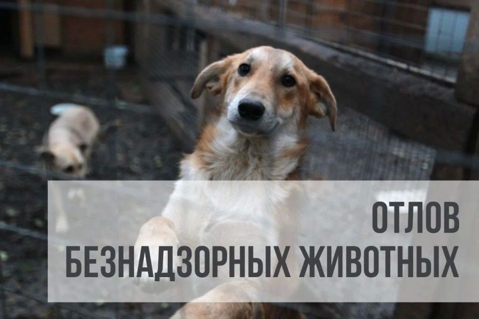Уважаемые жители Стародубского муниципального округа!