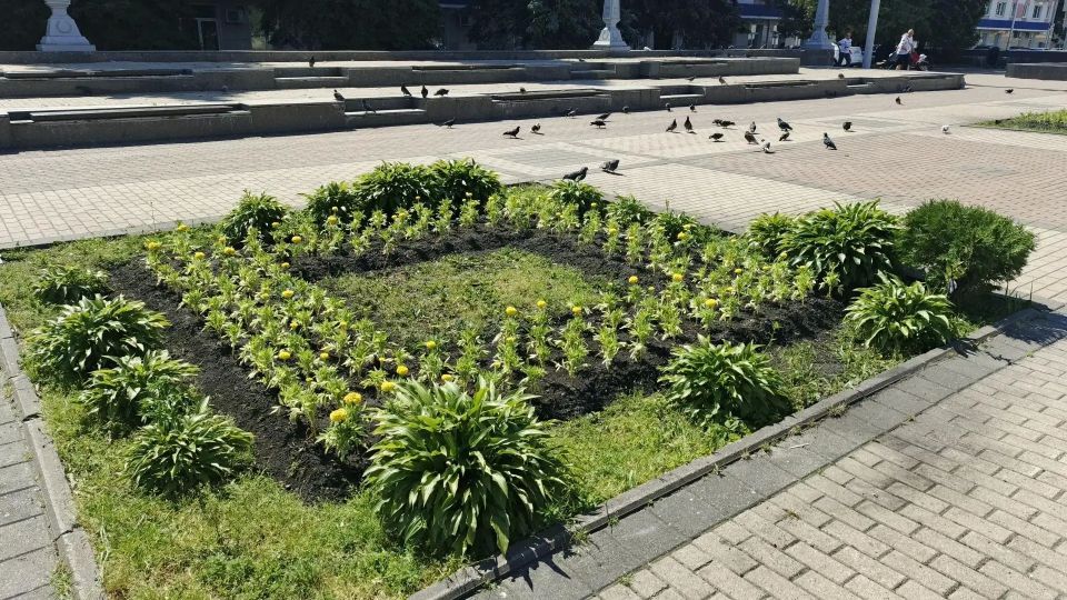 В Брянске каждый день высаживают около 6 тысяч цветов В Брянске каждый день высаживают около 6 тысяч цветов