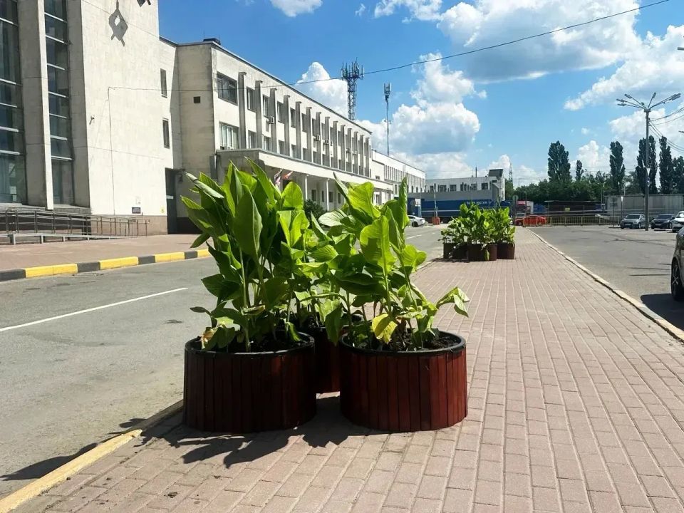 Вот так «зацвела» привокзальная площадь в Брянске Вот так «зацвела» привокзальная площадь в Брянске