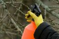 Октябрь: время для защиты сада от вредителей
