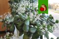Как подарить цветение денежному дереву: советы и рекомендации