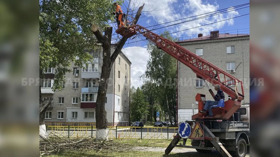 Пресс-служба отвечает. В паблике «Типичный Брянск» была размещена информация, в которой подписчики выражали беспокойство по поводу засохшего дерева на улице Чернышевского