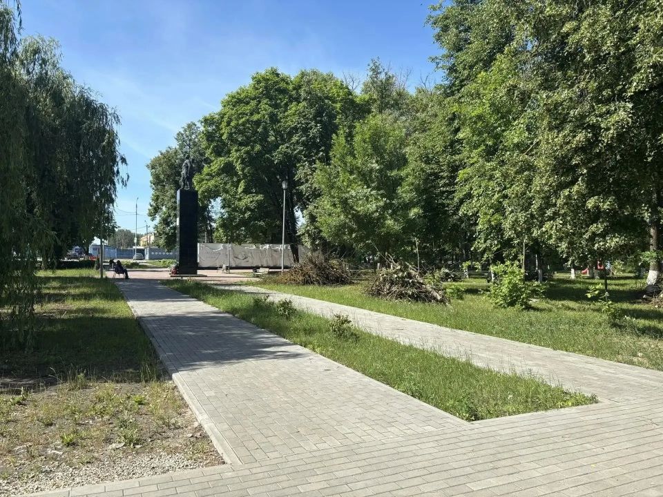 В Бежице избавляются от златки