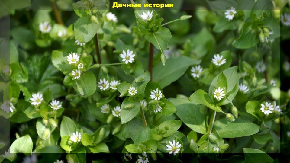 Эффективные методы борьбы с мокрицей на даче