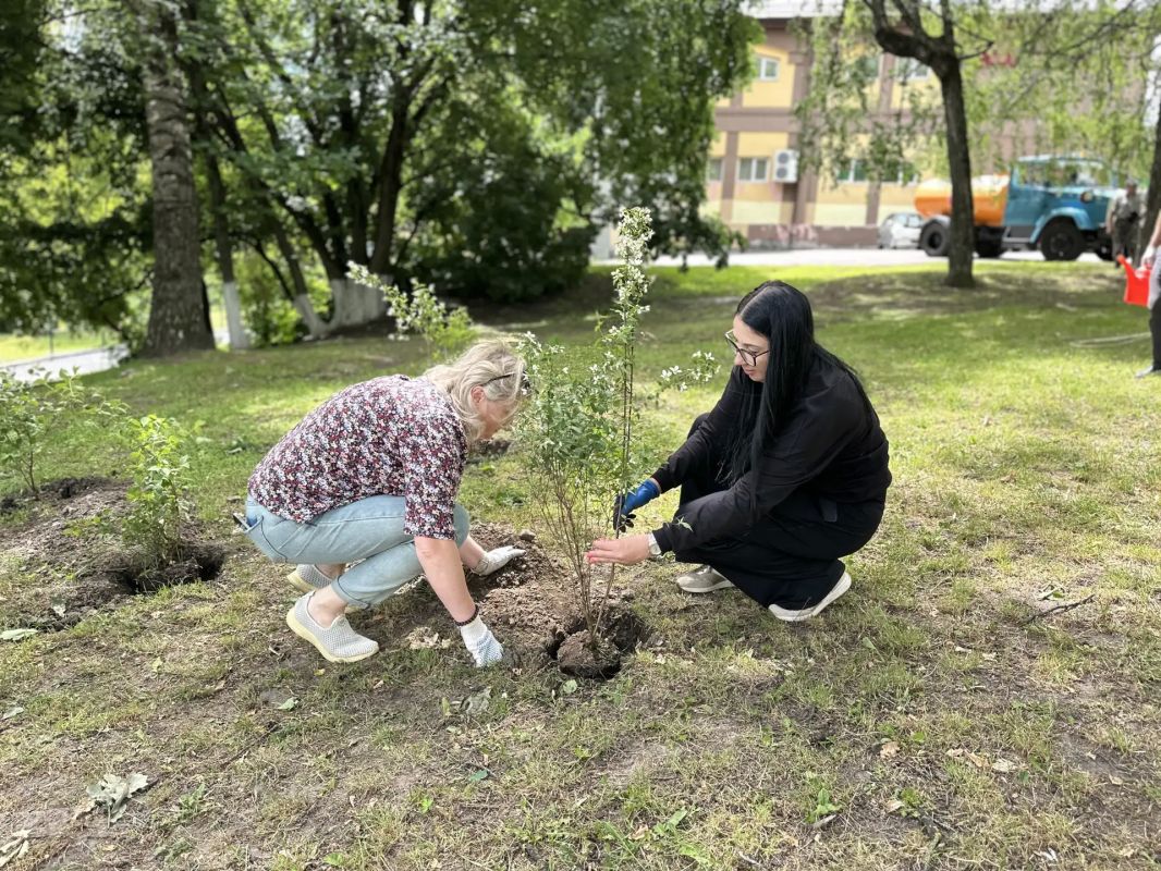 В центре Брянска высадили жасмин В центре Брянска высадили жасмин