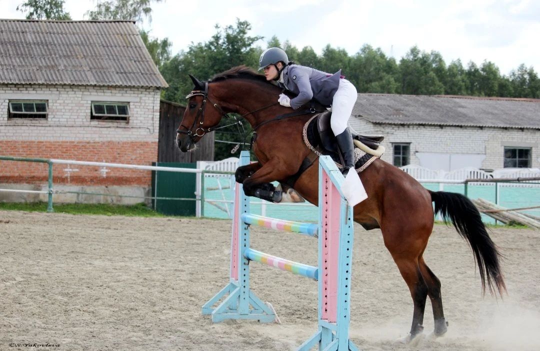 В Брянске прошел чемпионат по конкуру В Брянске прошел чемпионат по конкуру