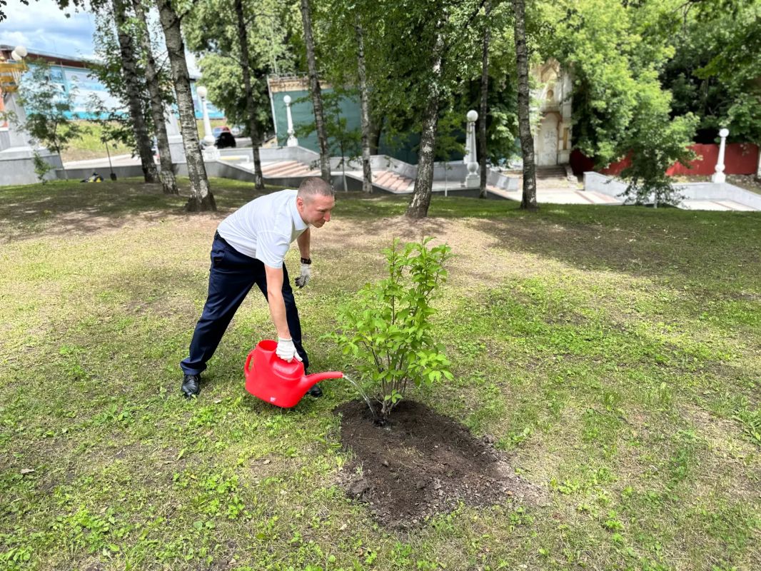 В центре Брянска высадили жасмин В центре Брянска высадили жасмин