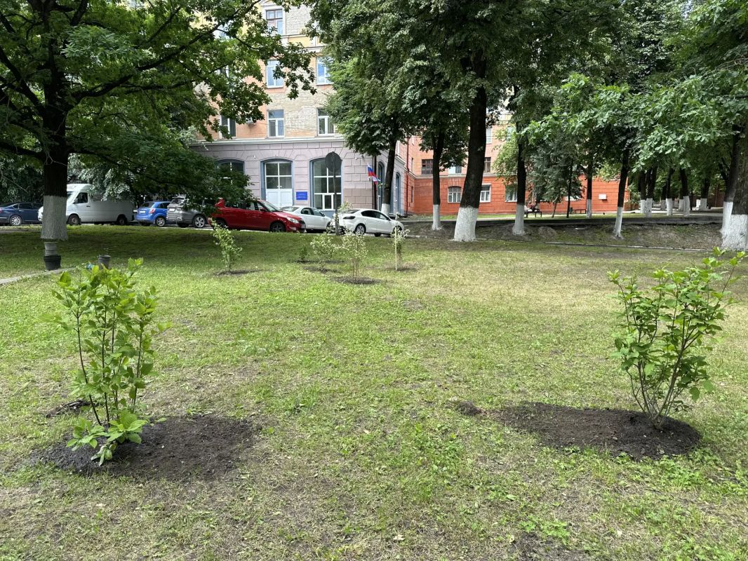 В центре Брянска высадили жасмин В центре Брянска высадили жасмин