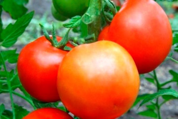 Томаты сорта Рассвет: как вырастить вкусные плоды с минимальными усилиями