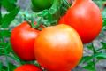 Томаты сорта Рассвет: как вырастить вкусные плоды с минимальными усилиями