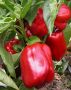 Урожай перца, который поразит всех: неприхотливый сорт с рекордным Harvestом