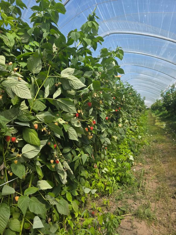 Сельскохозяйственные товаропроизводители Брянской области продолжают наращивать объёмы производства плодово ягодной продукции Сельскохозяйственные товаропроизводители Брянской области продолжают наращивать объёмы производства плодово ягодной продукции