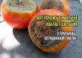 Почему калий не спасает от вершинной гнили томатов: три тайны агрономов