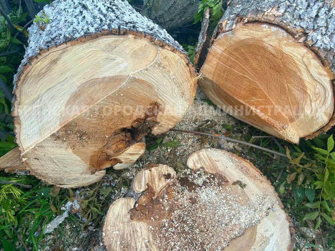 На Чашином кургане спилят больные ясени На Чашином кургане спилят больные ясени