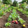 Как природное земледелие меняет дачу: уход от химии к экологии