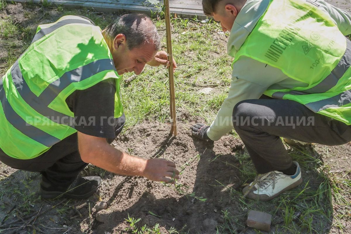 В сквере Металлургов высадили 35 клёнов В сквере Металлургов высадили 35 клёнов