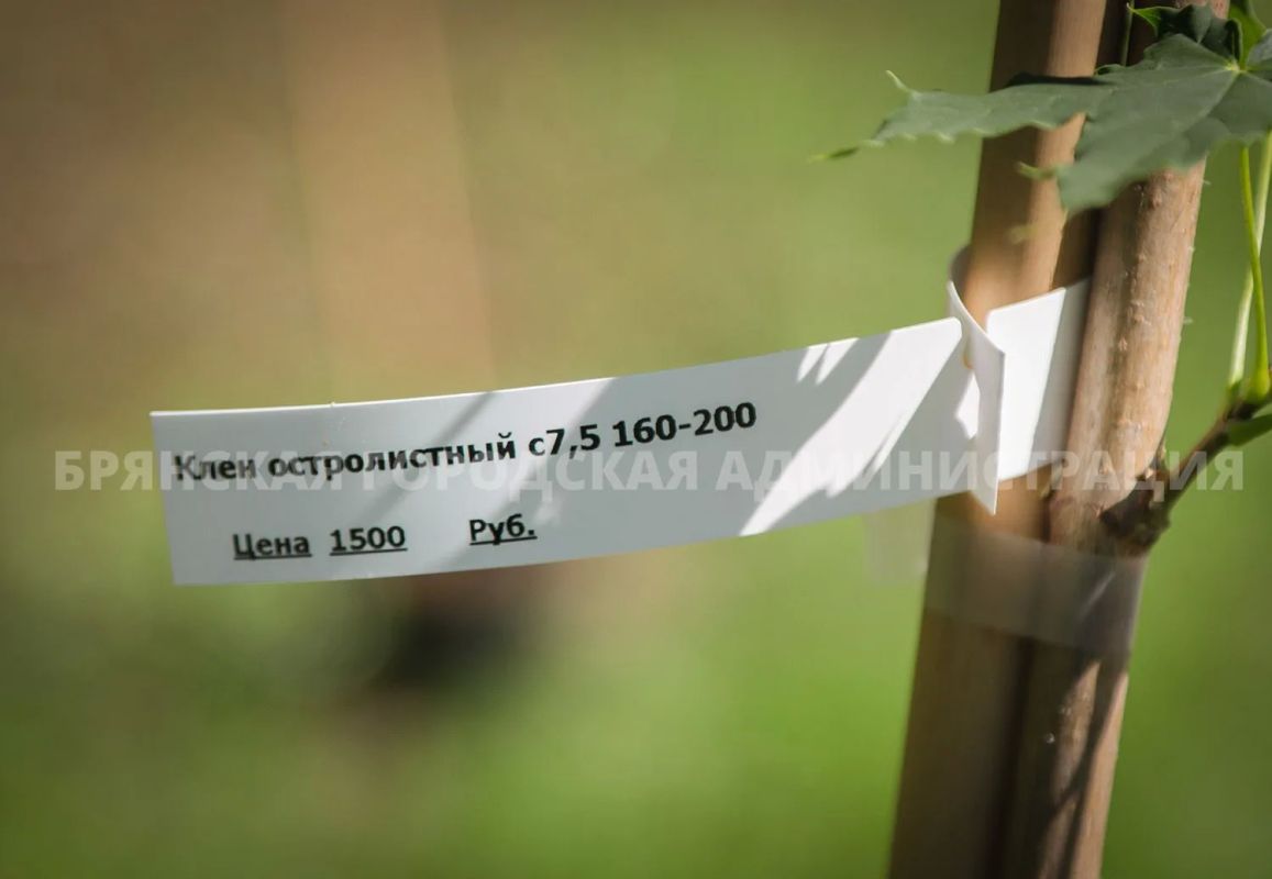 В сквере Металлургов высадили 35 клёнов В сквере Металлургов высадили 35 клёнов
