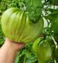 Огромные помидоры, о которых все говорят: лучшие рекорды сезона