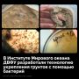 Ученые Дальневосточного федерального университета создали технологию, позволяющую укреплять грунт с помощью бактерий