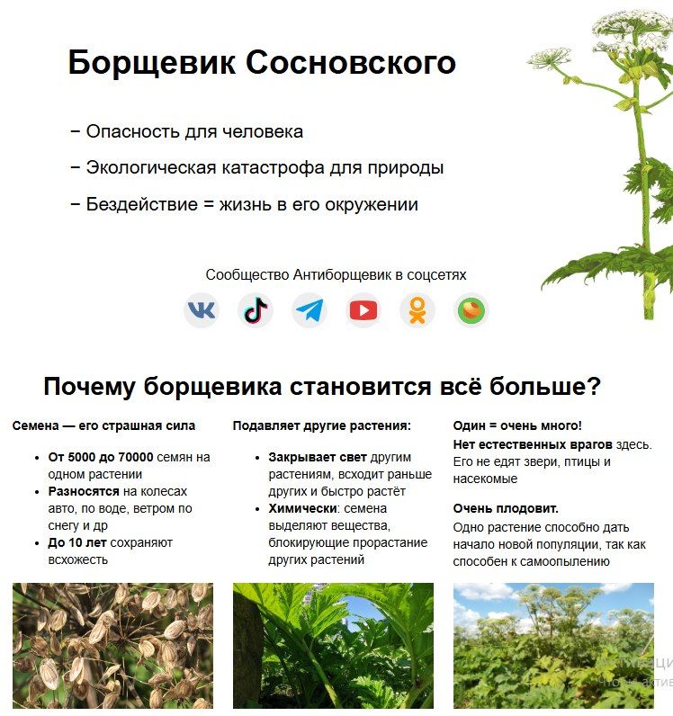 Все на борьбу с Борщевиком Сосновского Все на борьбу с Борщевиком Сосновского