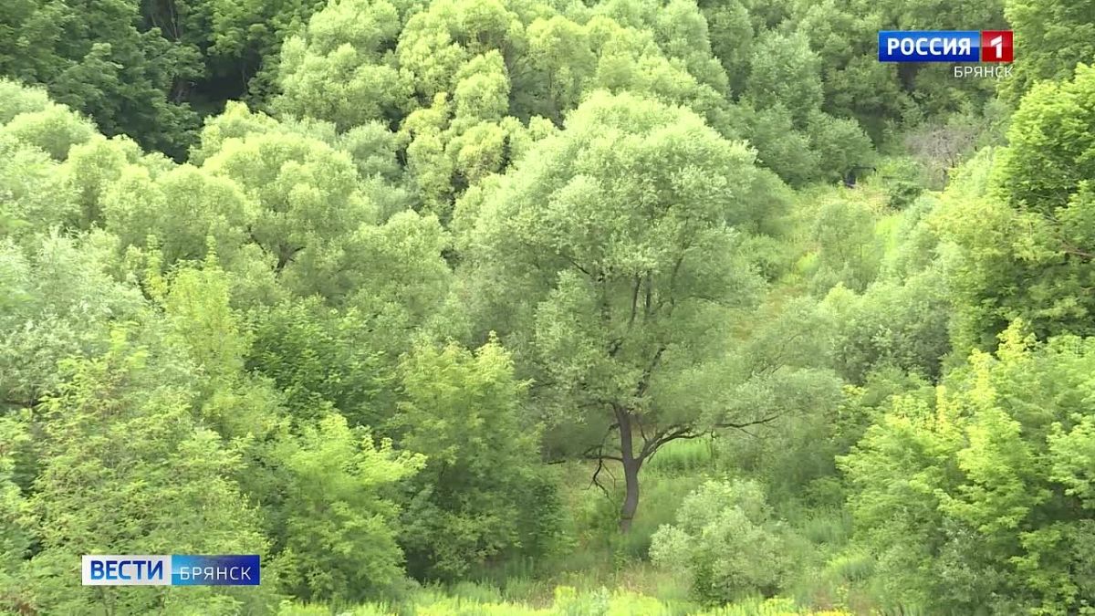 На Брянщине в 2026 году уже ликвидировали 20 стихийных свалок