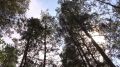 Брянским охотникам разрешили добыть почти две тысячи лосей, оленей и косуль