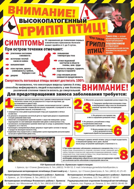 ГБУ Брянской области «Брянская горветстанция» информирует жителей областного центра о начале месячника по обеспечению биологической защиты объектов птицеводства «СТОП ГРИПП»