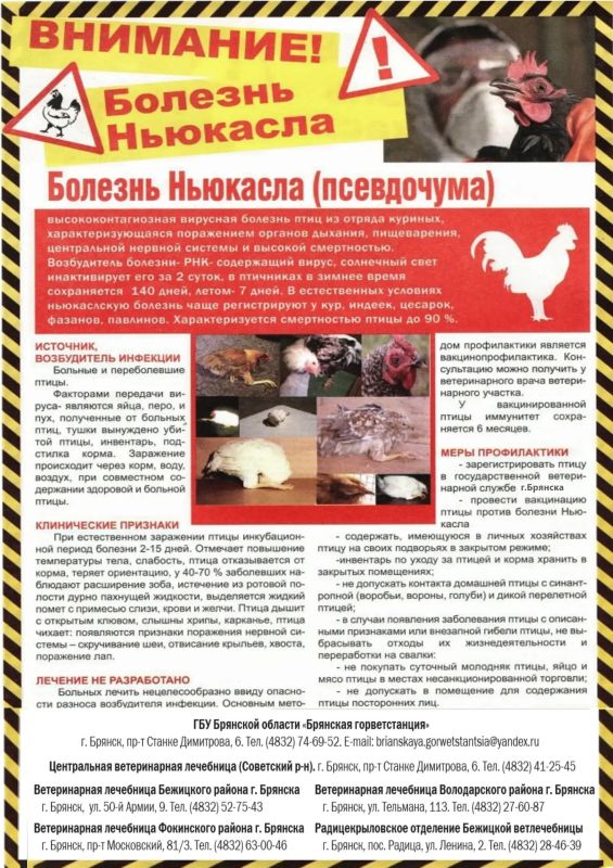ГБУ Брянской области «Брянская горветстанция» информирует жителей областного центра о начале месячника по обеспечению биологической защиты объектов птицеводства «СТОП ГРИПП» ГБУ Брянской области «Брянская горветстанция» информирует жителей областного центра о начале месячника по обеспечению биологической защиты объектов птицеводства «СТОП ГРИПП»