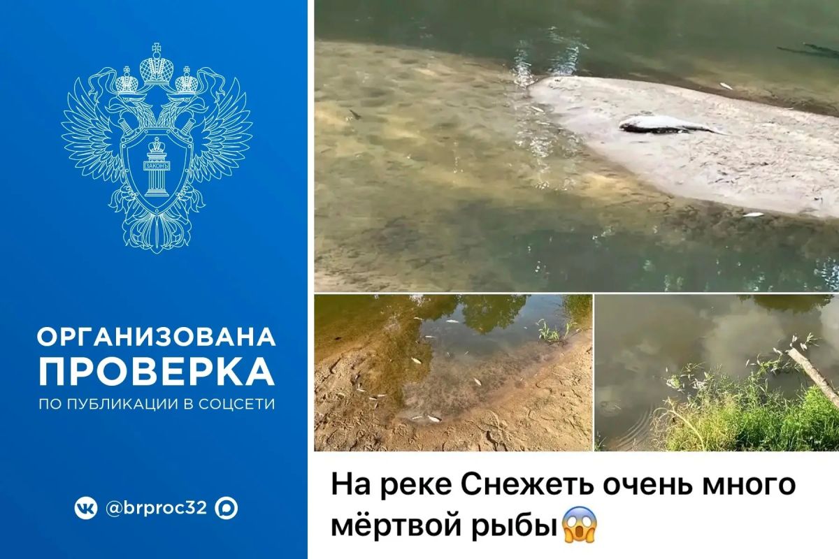 Брянская природоохранная прокуратура организовала проведение проверки после публикации в социальных сетях информации о гибели рыбы в реке Снежеть